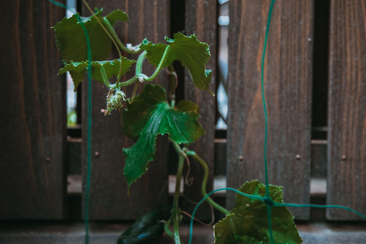 Kumo Machiya Villa Leaves Kyoto Exterior foto
